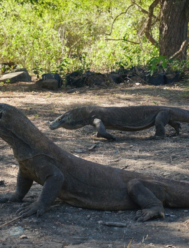 Priavate sailing komodo 2 days 1 night